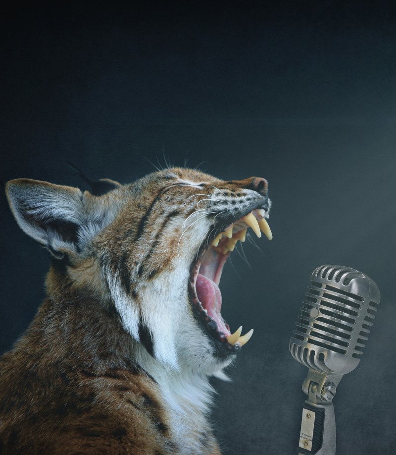 Suzanne Bowness - image of cat for speaker page